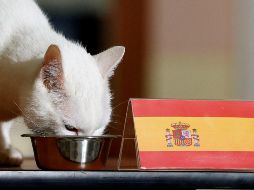 Nada más lo pusieron sobre la mesa, el gato se abalanzó sobre el recipiente que estaba acompañado por la bandera de España. EFE / A. Maltsev