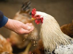 Un adulto mayor que requirió una cirugía de próstata ofreció dos gallinas en pago a su médico. ESPECIAL/PEXELS