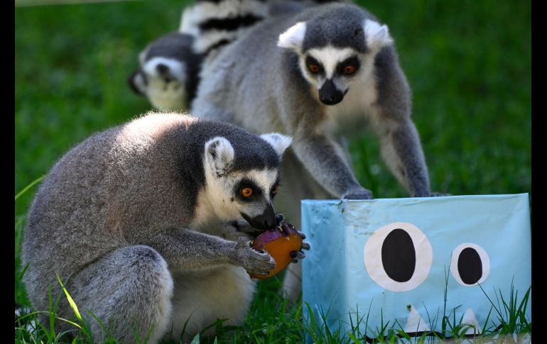 Lémures, suricatas, osos, elefantes y monos recibieron presentes con frutas y granos. AFP/J. Ordonez