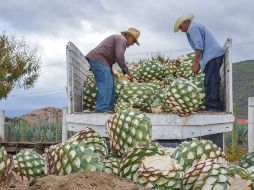 Las divisas por exportaciones de bienes agroalimentarios superan a las obtenidas por productos petroleros y turismo. NOTIMEX/Archivo