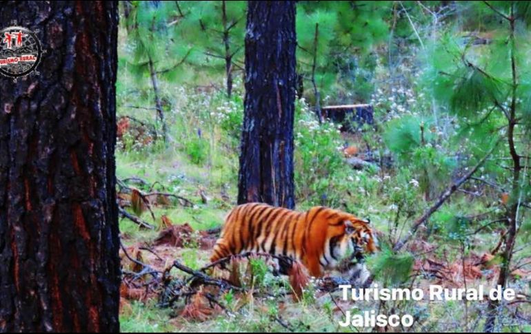 Investigaciones de la Profepa no lograron identificar a los dueños del tigre ni si su posesión es legal. FACEBOOK/TRJalisco