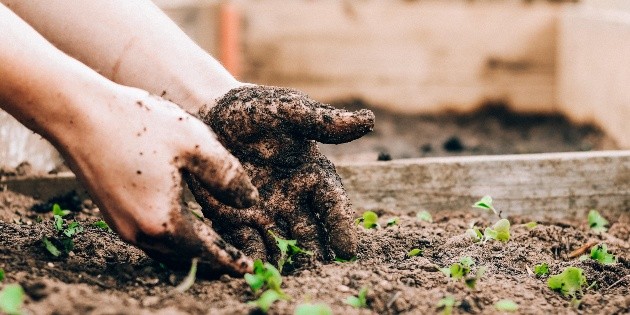 ¿Buscas iniciar tu huerto en casa? Comienza con estas hortalizas | El Informador