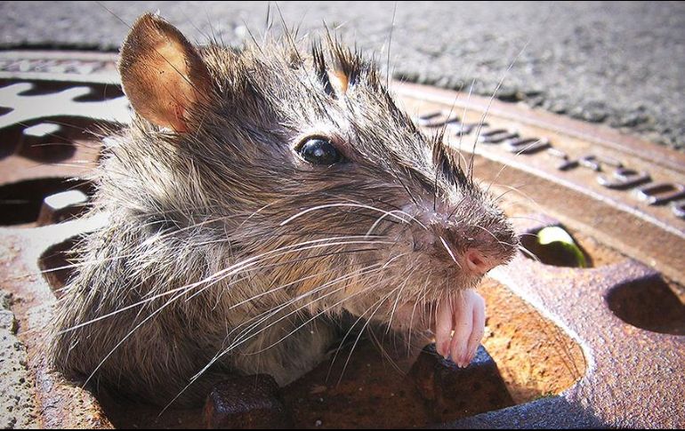 Además de todos lo problemas que Nueva York ha enfrentado en 2021, hay que añadirles una plaga de ratas. GETTY IMAGES