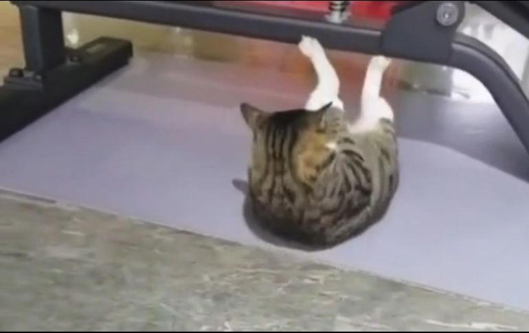 El gato fit comienza a realizar uno de los ejercicios más populares para fortalecer el vientre tras acomodarse con el lomo contra el piso y llevar el pecho hacia las patas traseras. TikTok / @edgarnunezm