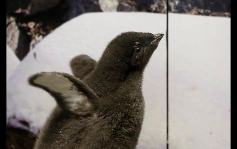 El pingüino bebé nació el 31 de diciembre de 2021, tiene 35 días de edad y recibe entrenamiento para su vida futura en el zoo. EFE/F. Guasco