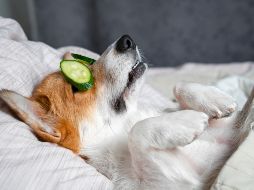 En promedio, un perro vive entre 10 y 14 años. ISTOCK GETTY IMAGES