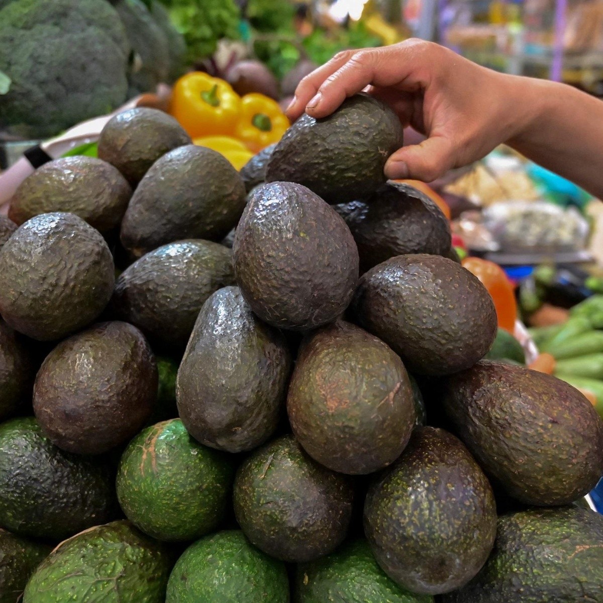 Aguacateros de Michoacán se presenta oficialmente en su tierra