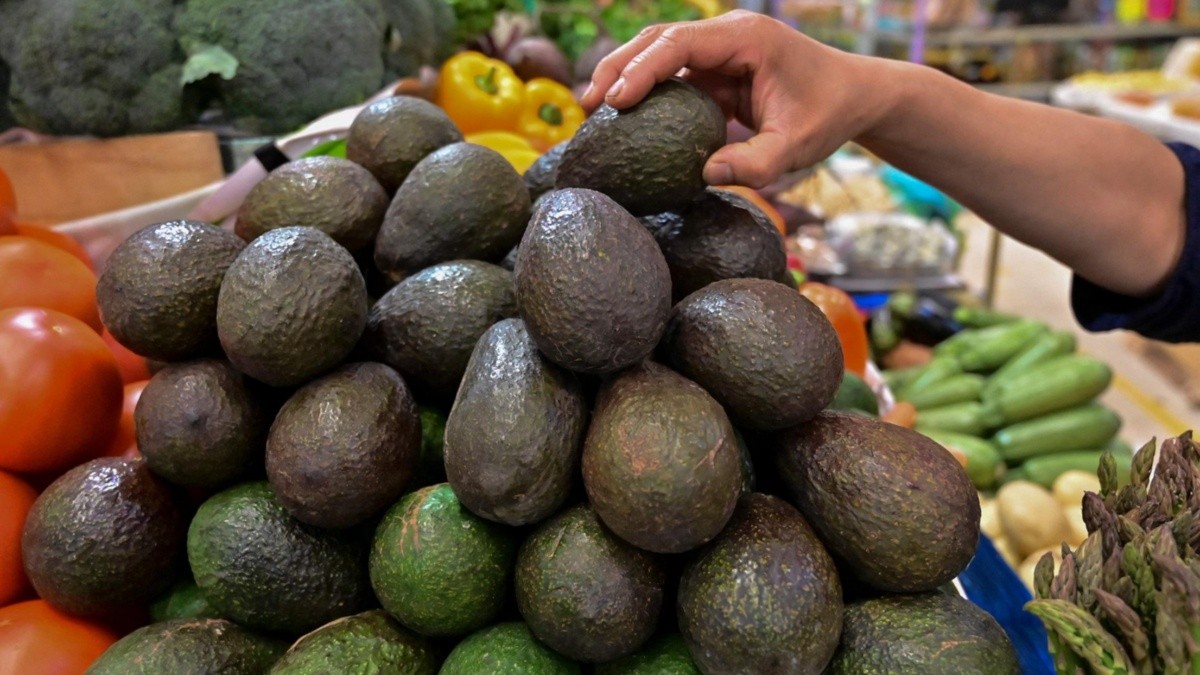 Aguacate de Michoacán es el único que se exporta a Estados Unidos