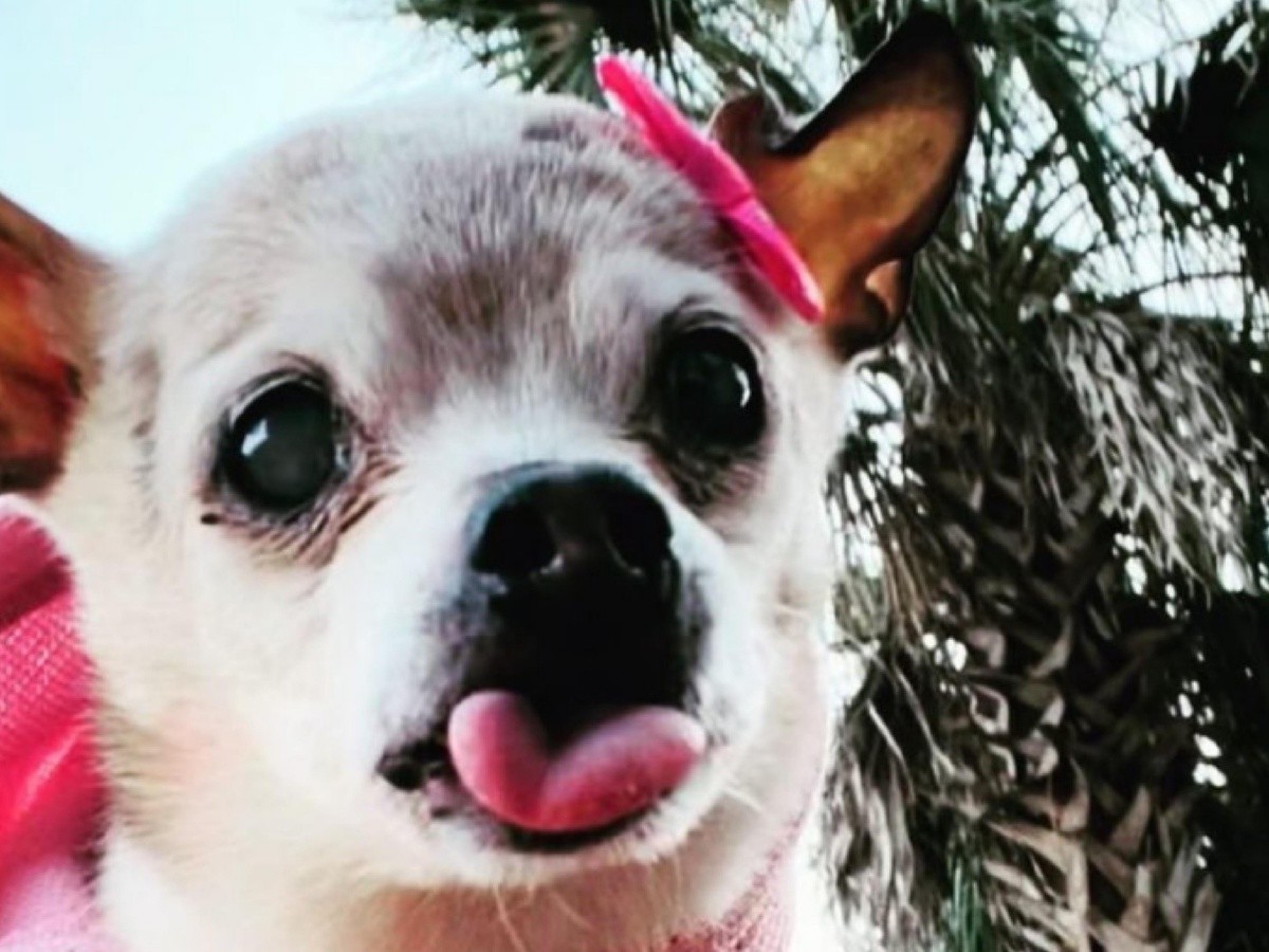 Viral: Ella es Pebbles, la perrita más longeva del mundo con 22 años | El  Informador