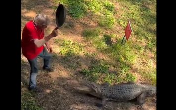 Viral: ¡A cazuelazos! Hombre se defiende de un cocodrilo a golpes | El  Informador