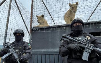 Ciudad de México: Tras reportes, cierran refugio con leones y tigres  maltratados en la zona del Ajusco | El Informador