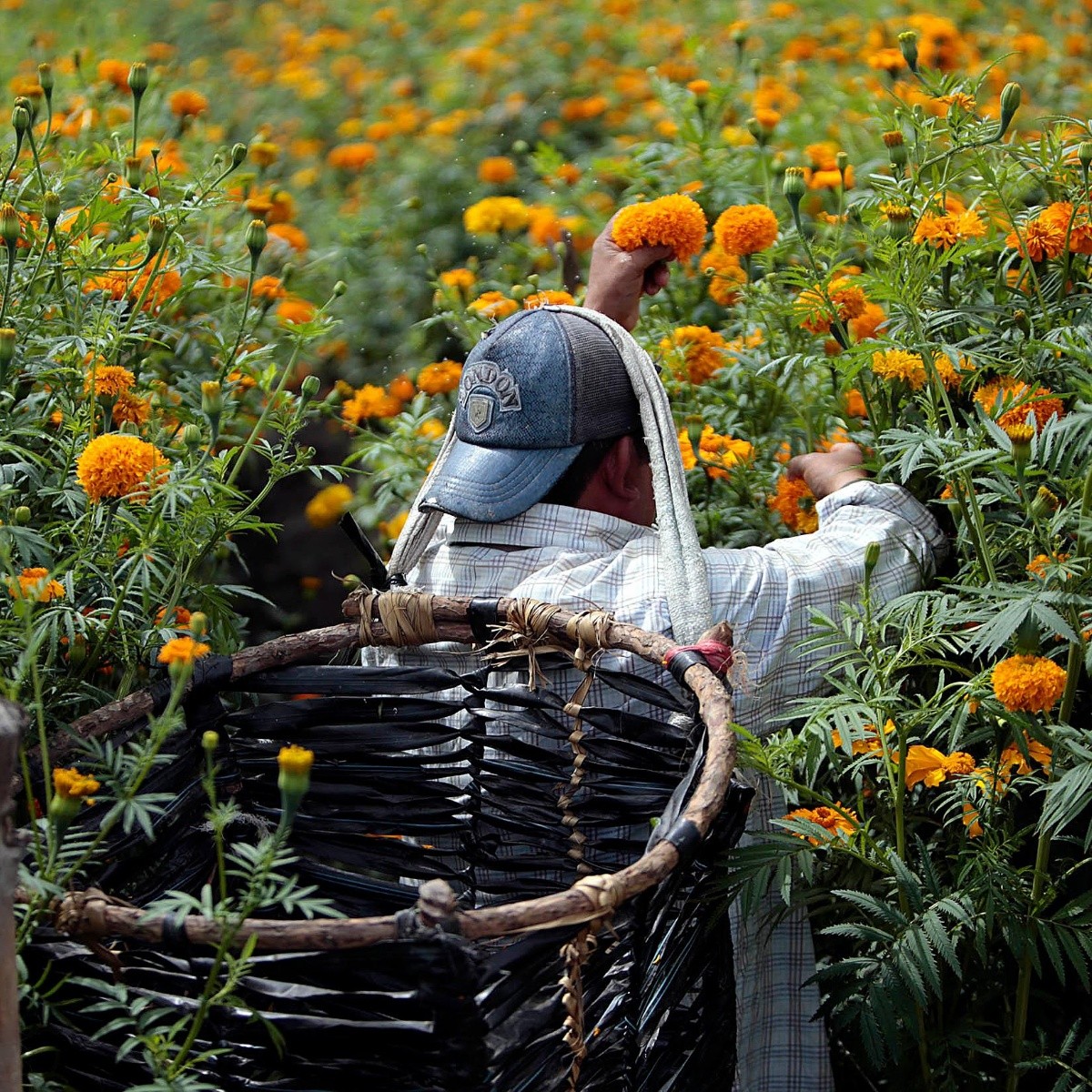 Día de Muertos 2022: Campesinos mexicanos luchan contra altos costos y  clima para cultivar flores | El Informador