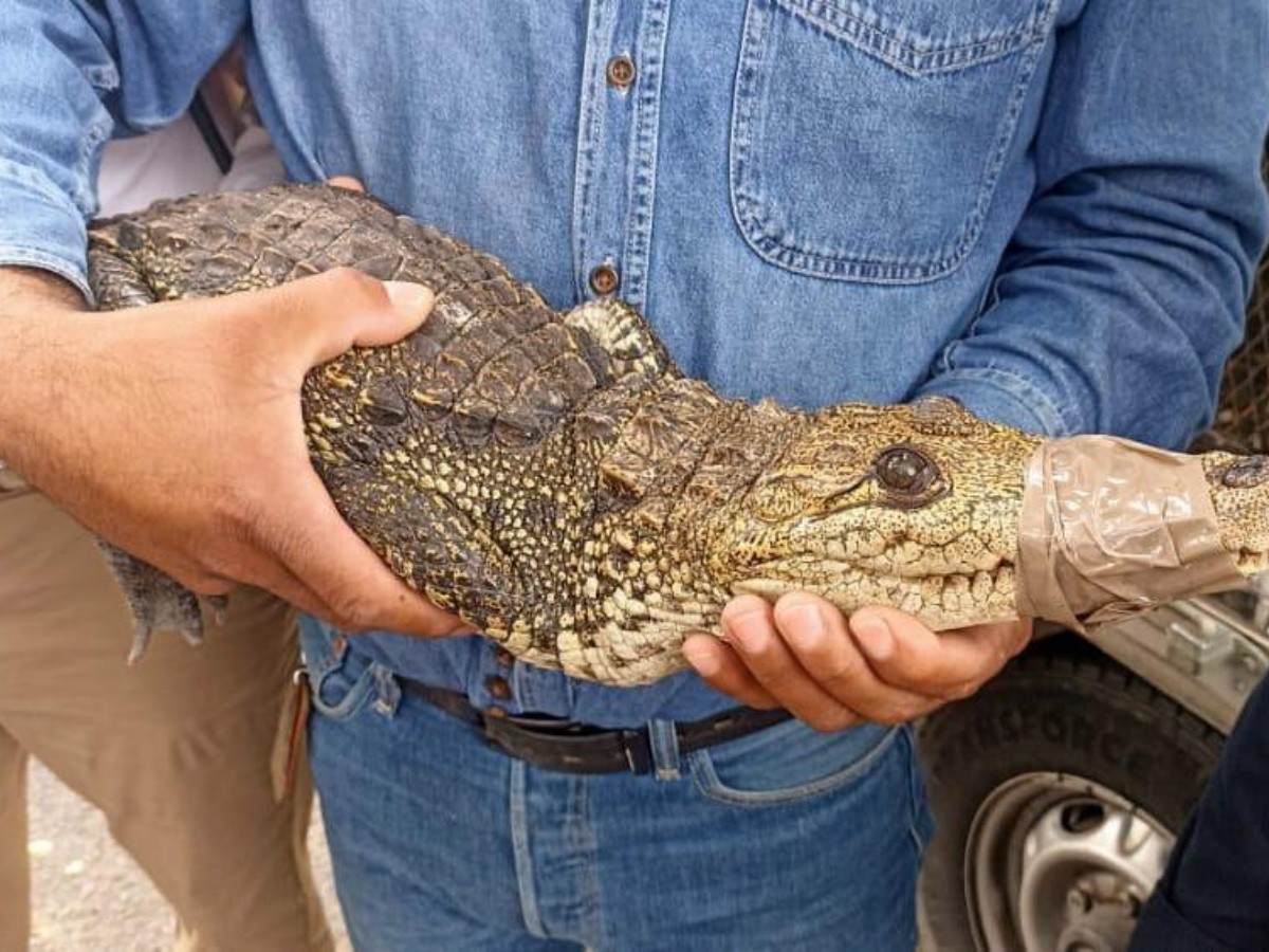 Viral: ¡Increíble! Atrapan cocodrilo en peligro de extinción en Oblatos |  El Informador