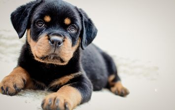 son rottweilers tranquilos