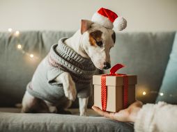 ¿La época navideña asusta a tu perro? Así puedes ayudarlo. ISTOCK/svetikd