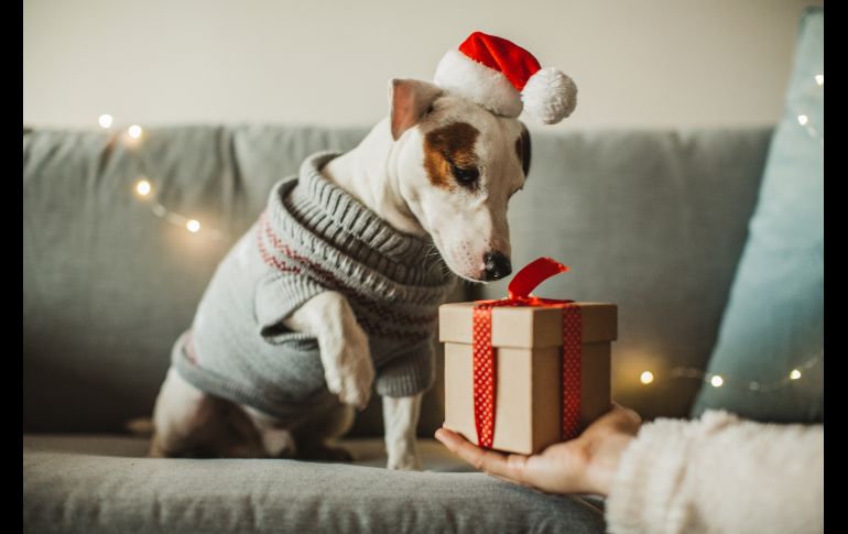 ¿La época navideña asusta a tu perro? Así puedes ayudarlo. ISTOCK/svetikd