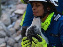 Las imágenes que muestran a los perritos en su labor han enternecido en redes. TWITTER/@m_ebrard