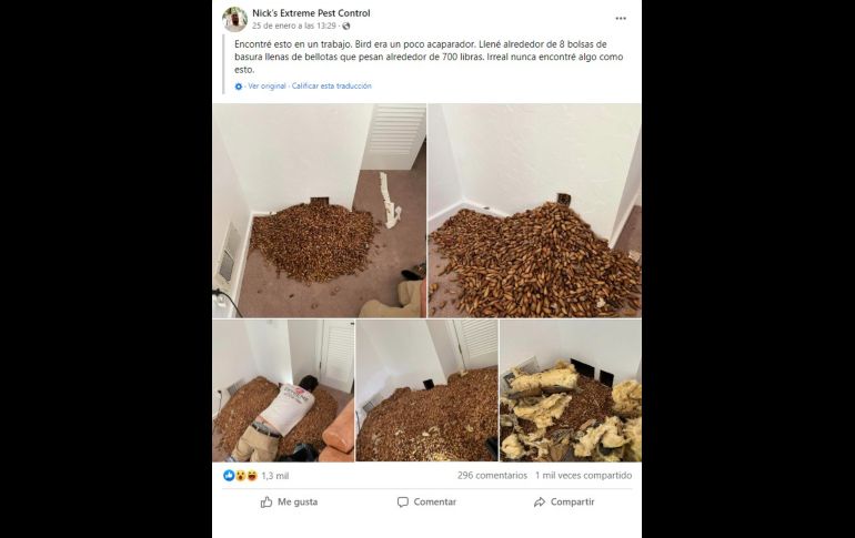 El hombre encontró la pared llena de bellotas que el pájaro carpintero había almacenado. Facebook