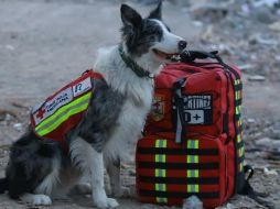 Balam se ha ganado el corazón de la gente, tras su gran colaboración en Turquía. Twitter/@CruzRoja_MX