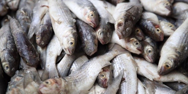 Semana Santa 2023 Estos Son Los Pescados Más Baratos De La Cuaresma El Informador 8413