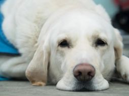 Policías encontraron varios cadáveres de perros y gatos. SUN