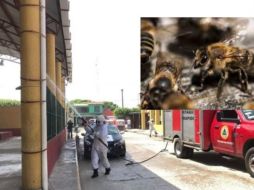 Bomberos ahuyentaron el enjambre de abejas. ESPECIAL