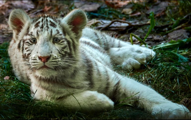 Te decimos si es legal tener un animal salvaje como mascota. ESPECIAL