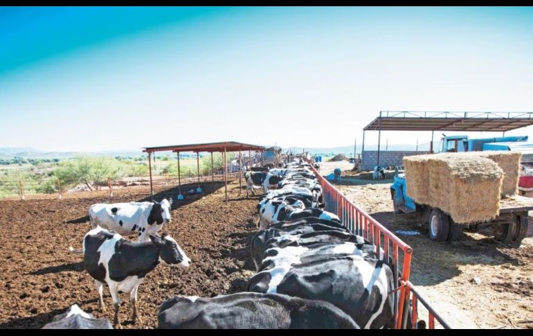 La Financiera daba créditos a los campesinos y ganaderos. SUN