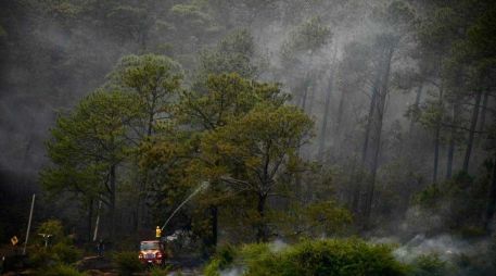 Al hombre se le imputa el delito de ecocidio. ESPECIAL/ Gobierno de Jalisco