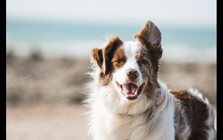 El CURP para mascotas llegó con la finalidad de concientizar a las personas sobre la importancia del cuidado animal. ESPECIAL/Foto de Pauline Loroy en Unsplash