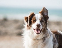 El CURP para mascotas llegó con la finalidad de concientizar a las personas sobre la importancia del cuidado animal. ESPECIAL/Foto de Pauline Loroy en Unsplash