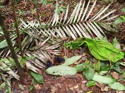 Fotografía cedida por las Fuerzas Militares de Colombia en la que se ve una toalla y un par de zapatos encontrados en la selva donde ocurrió el siniestro aéreo del Cessna 206. EFE/ESPECIAL