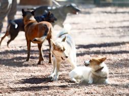 La cruel muerte del perro generó toda clase de reacciones que reprobaron esta acción. SUN/ARCHIVO