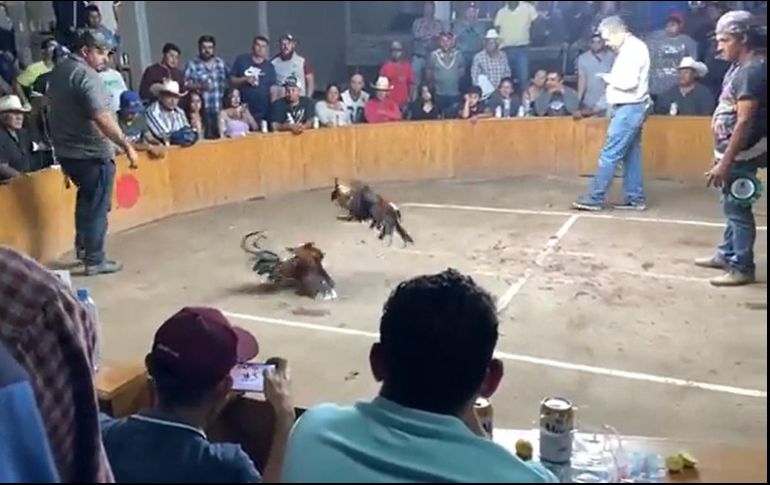 La pelea de gallos donde ocurrió la balacera era clandestina. ESPECIAL