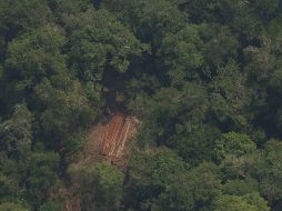 La Amazonía colombiana es una de las áreas más biodiversas del país. EFE/ARCHIVO