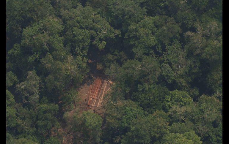 La Amazonía colombiana es una de las áreas más biodiversas del país. EFE/ARCHIVO