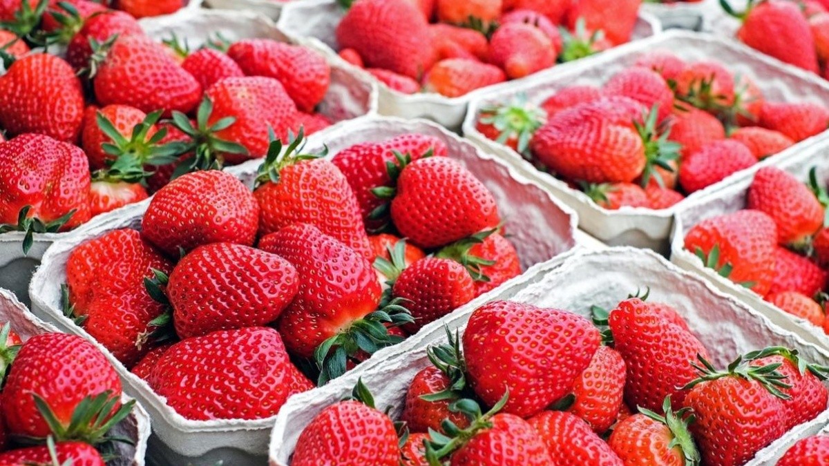 Las fresas frescas orgánicas vinculado con un brote de infecciones de  hepatitis A, según la FDA – Enséñame de Ciencia