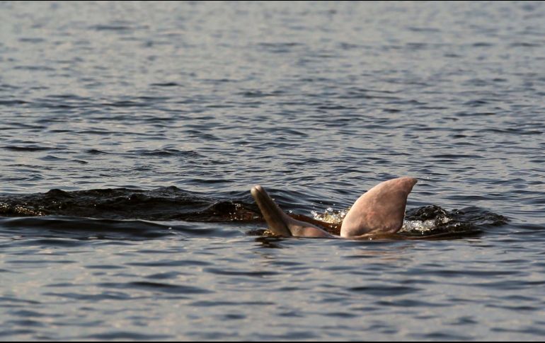 La investigación se llevó a cabo en la Reserva de Desarrollo Sostenible de Mamirauá, en Brasil. EFE/ Archivo