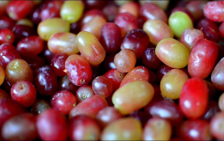 Las uvas pueden ser un tratamiento contra las várices. EL INFORMADOR/ ARCHIVO