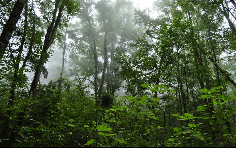 El bosque de maple de Jalisco es una joya de la naturaleza. ESPECIAL/ Gobierno de Jalisco