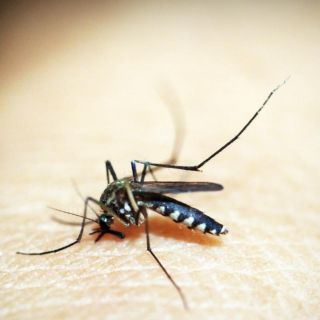 Dengue cobra una segunda vida en Jalisco