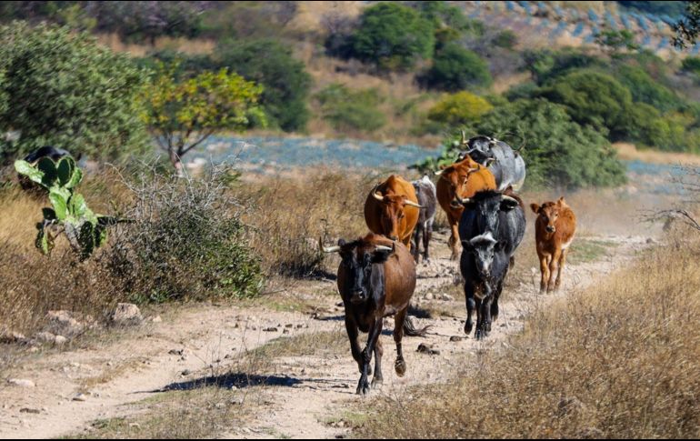 La tauromaquia genera una derrama económica de seis mil 900 millones de pesos al año en México, así como 80 mil empleos directos y 146 mil indirectos. EL INFORMADOR/A. Navarro