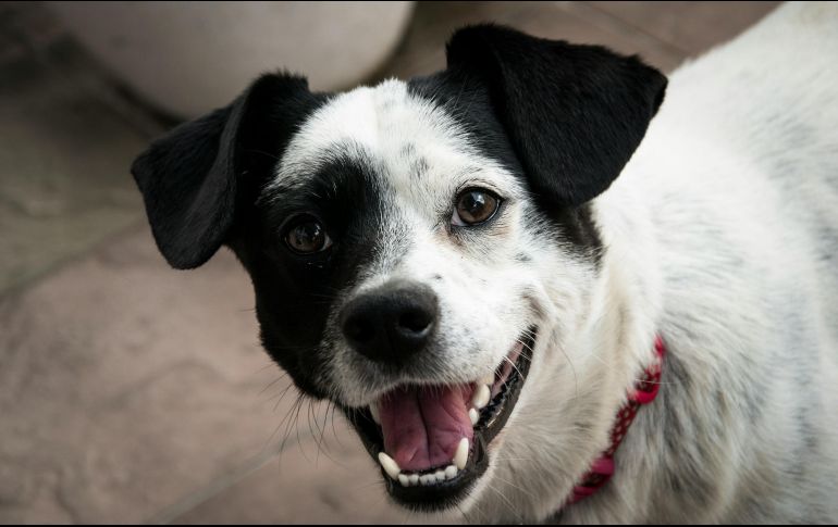 Un mal aliento persistente puede ser una señal de que el perro necesita una mejor higiene dental. UNSPLASH /K. Beben