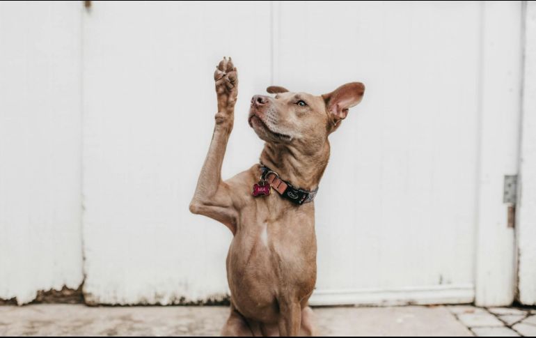 La relación de los perros y de los humanos es milenaria. ESPECIAL/ Foto de Camylla Battani en Unsplash