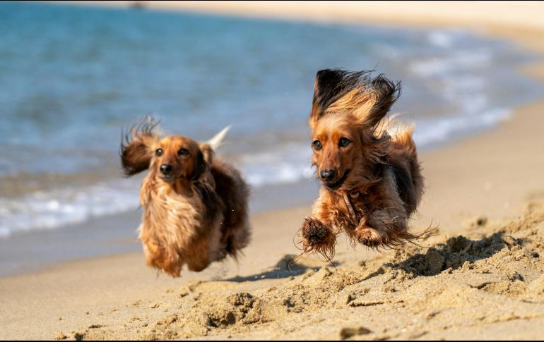 Cuando viajas con tu mascota, también tienes la oportunidad de conocer a otros amantes de los animales. UNSPLASH /  K. Sasaki