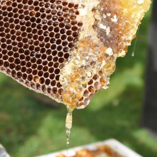 Encuentran fentanilo y cocaína en paneles de abejas en Los Mochis