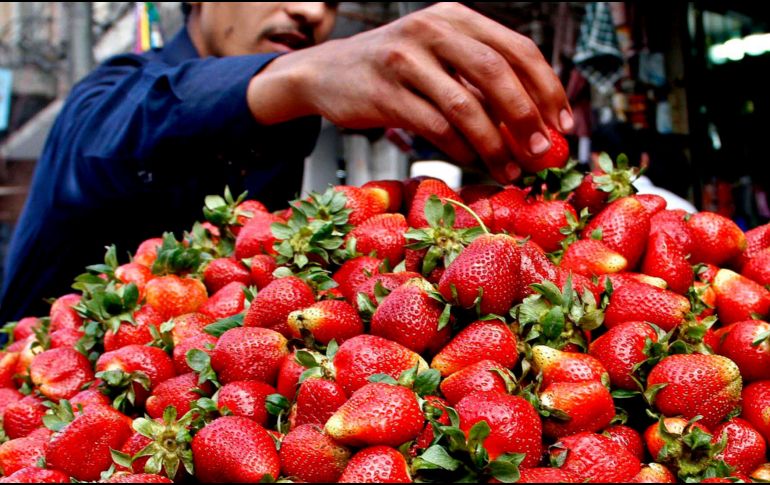 Las fresas cuentan con antioxidantes y dan sensación de saciedad. EFE / ARCHIVO