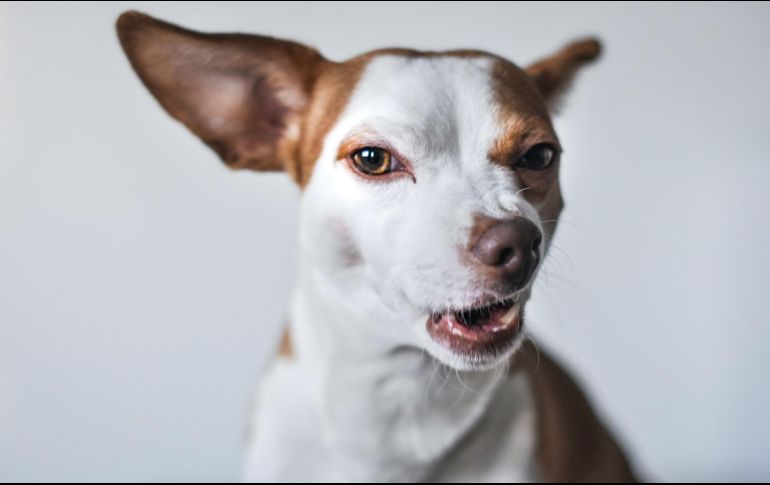 Los chihuahuas son una raza muy querida, pero también muy agresiva. ESPECIAL/ Foto de Isabel Vittrup-Pallier en Unsplash