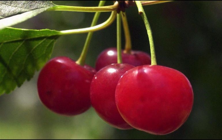 Las cerezas, debido a su contenido de melatonina, serotonina o grasas, pueden inducir a la somnolencia. AP / ARCHIVO