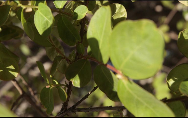 Las hojas de guayabo contienen nutrientes buenos para la salud. EL INFORMADOR/ARCHIVO